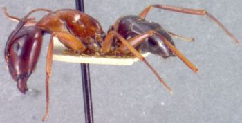 Media type: image; Entomology 22794   Aspect: habitus lateral view